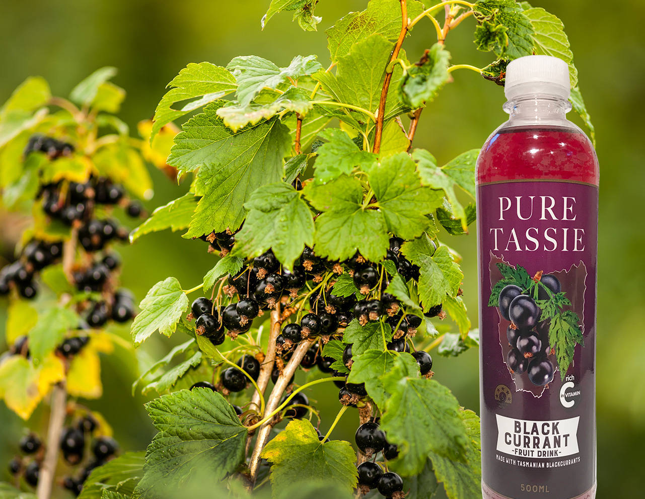 Pure Tassie Blackcurrant Fruit Drink