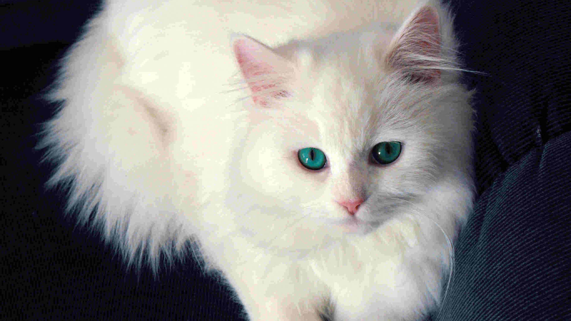 Pure White Cat