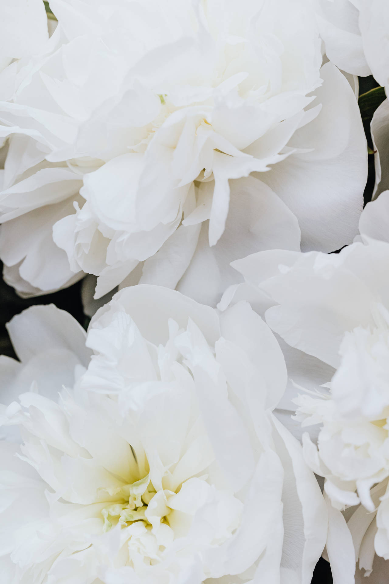 Pure White Chinese Peonies Background