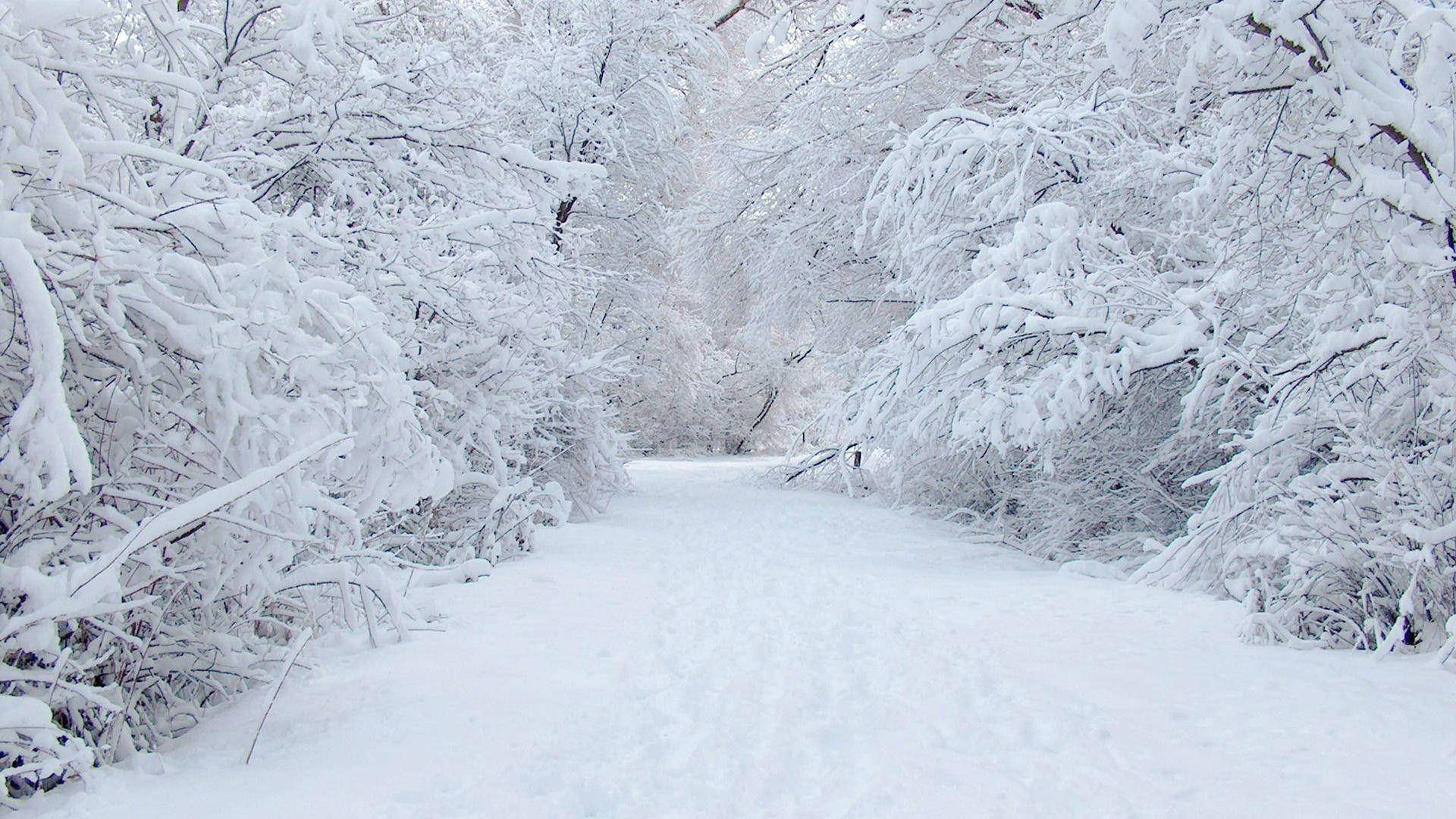 Pure White Forest Path Background