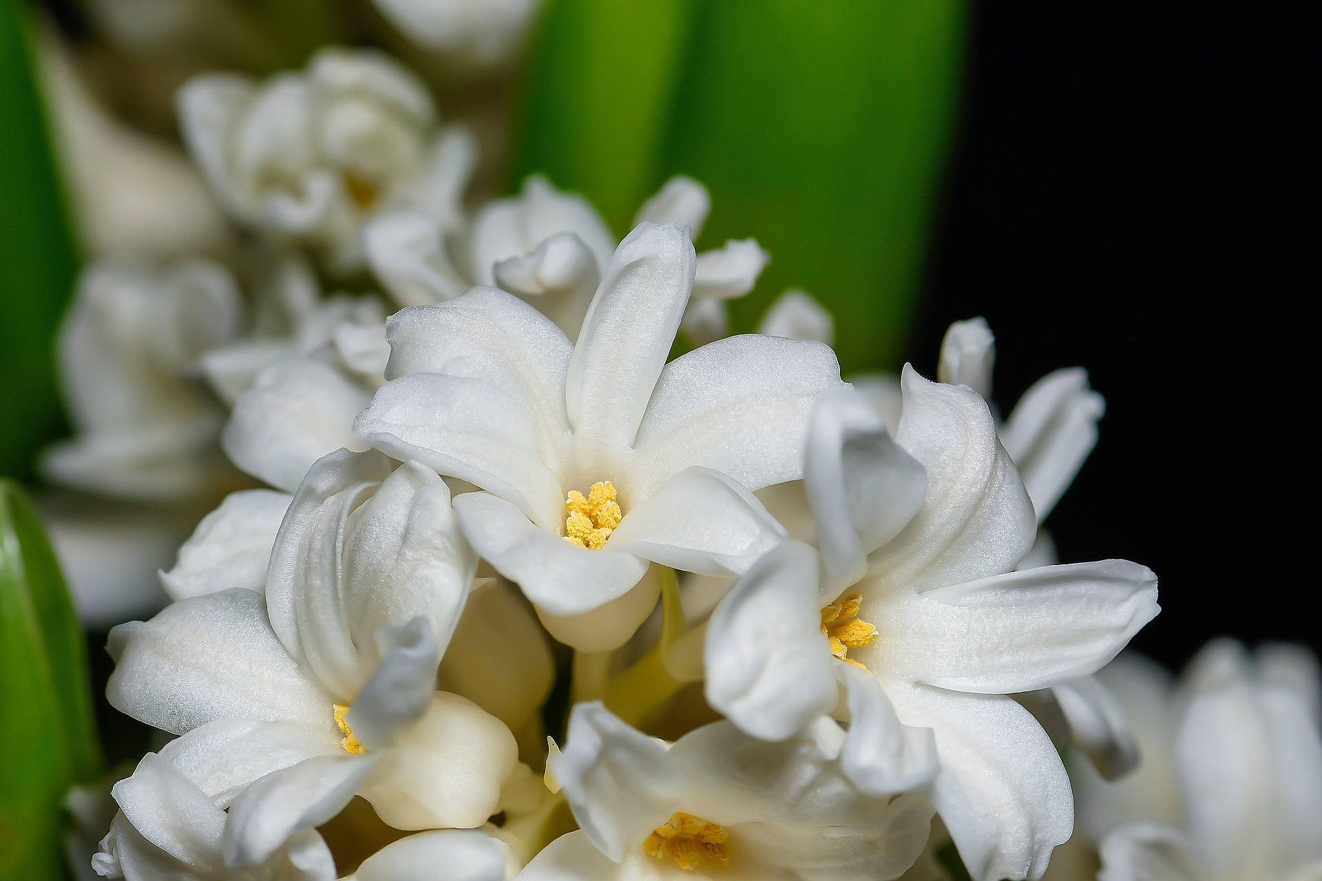 Pure White Hyacinth Flowers Background