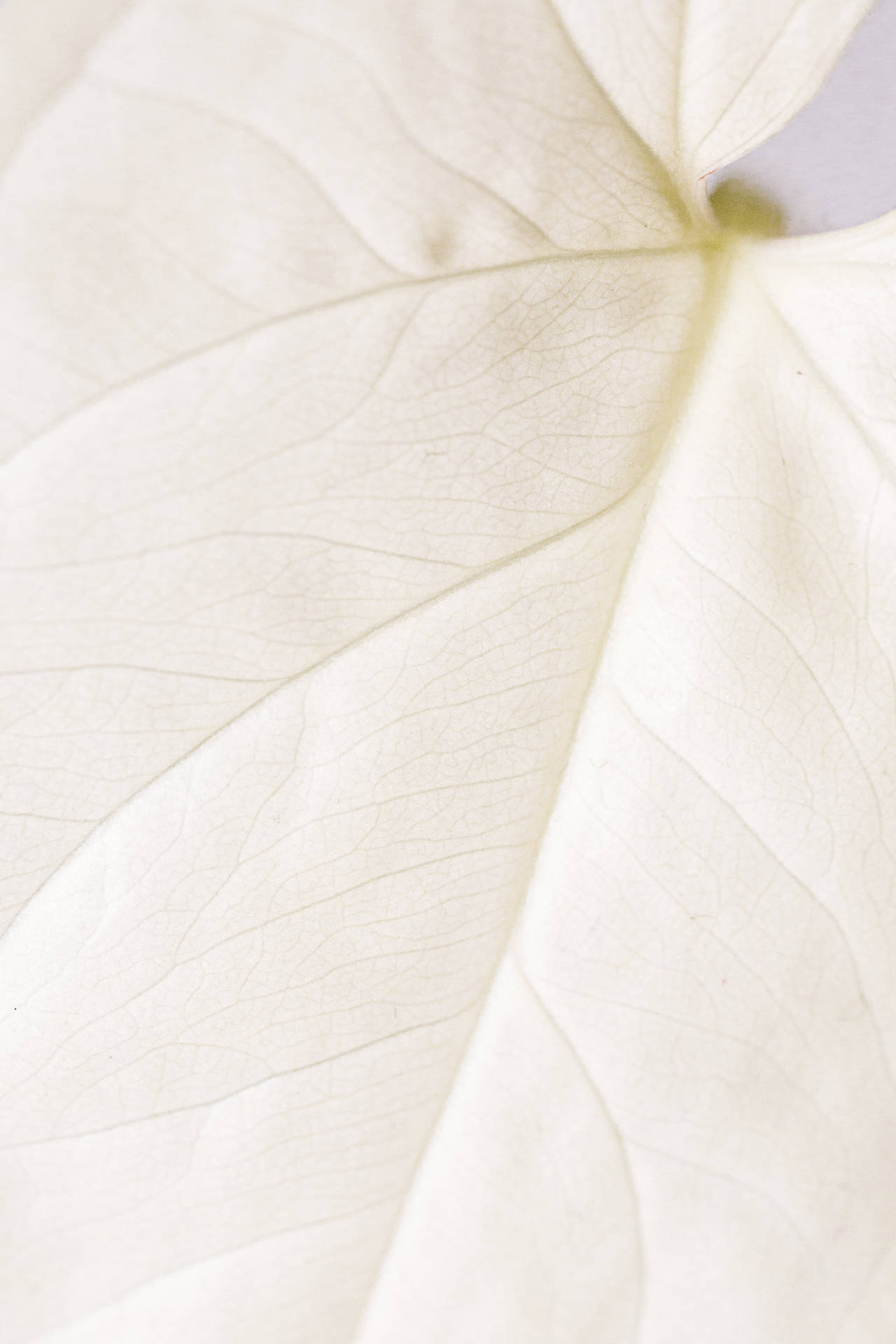 Pure White Leaf Background