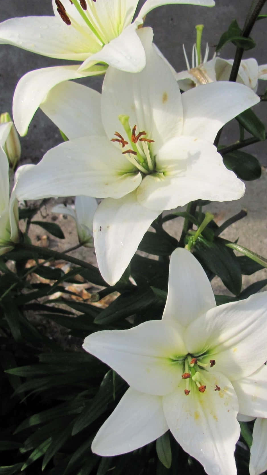 Pure White Lily Flowers Background