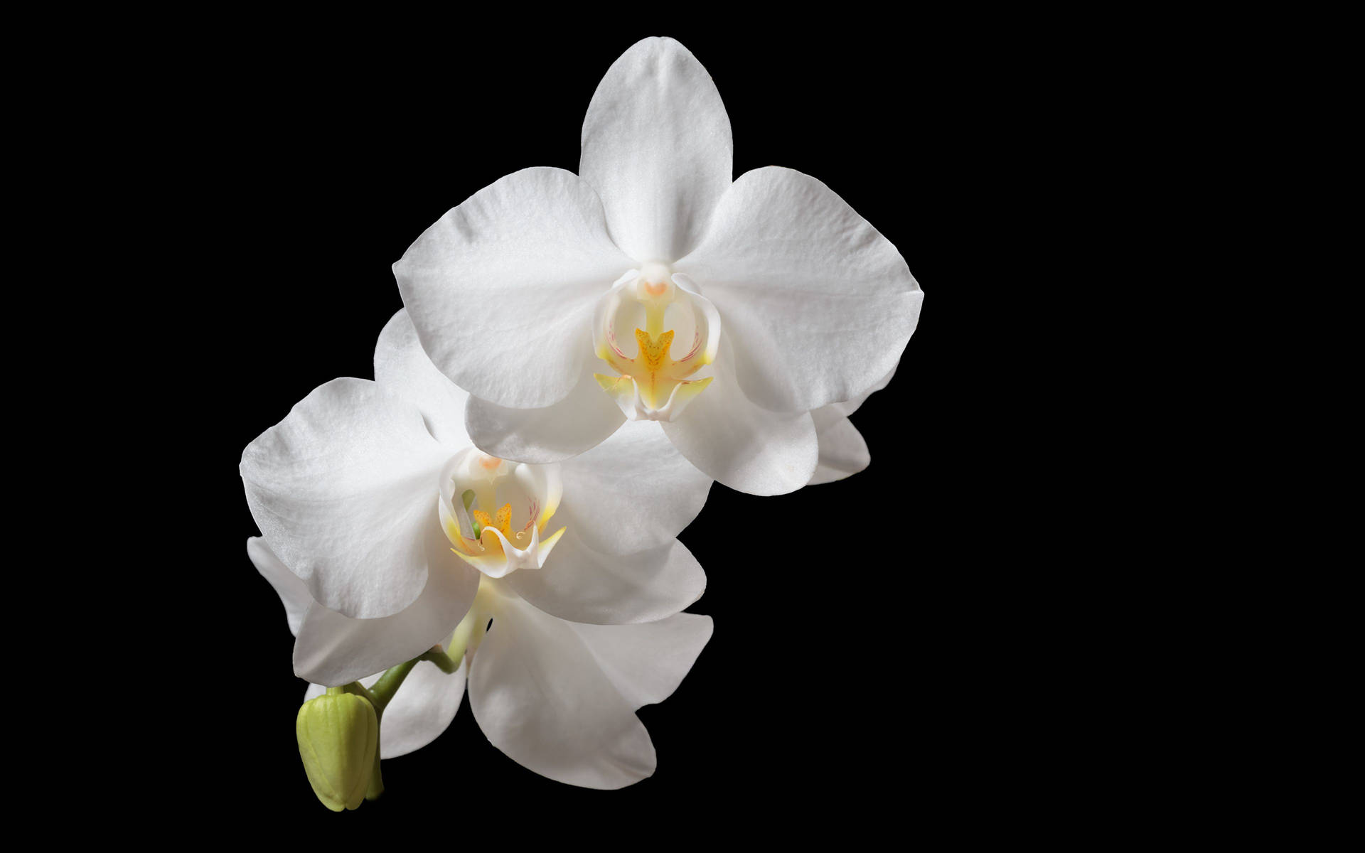 Pure White Orchid Flower Background