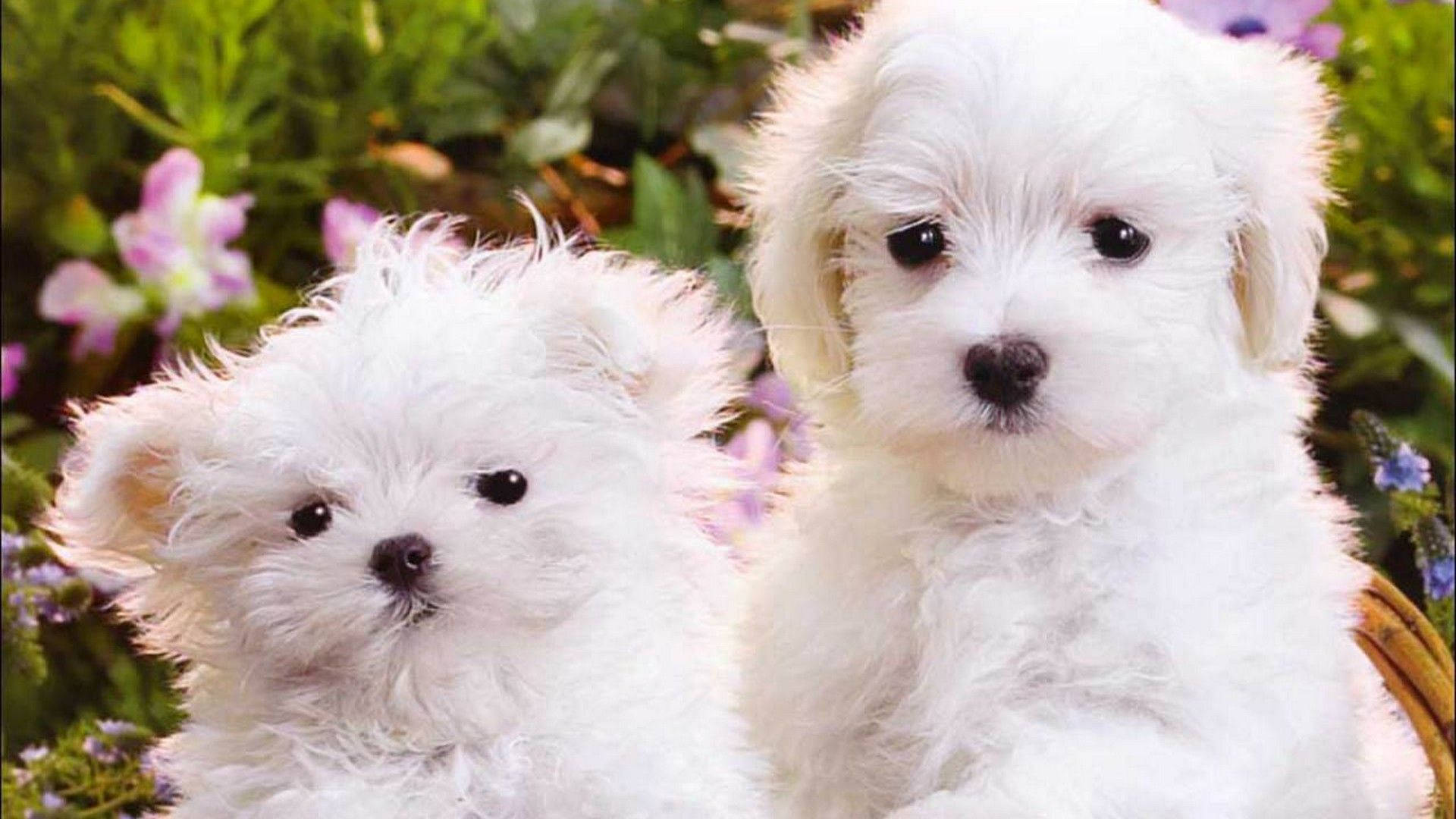 Pure White Puppies Background