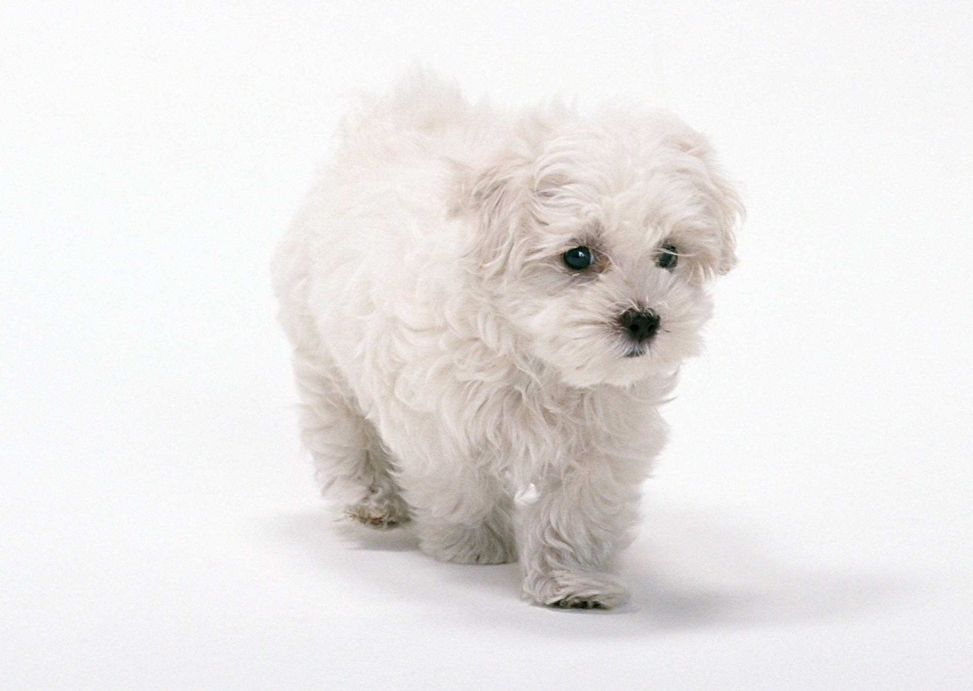 Pure White Puppy Background