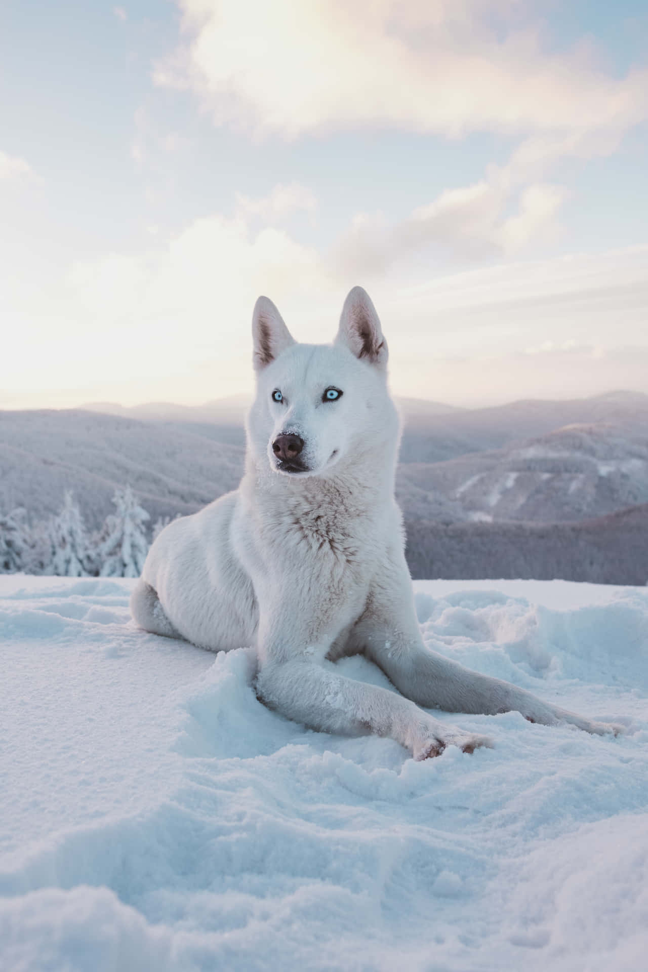 Pure White Siberian Husky In Snow