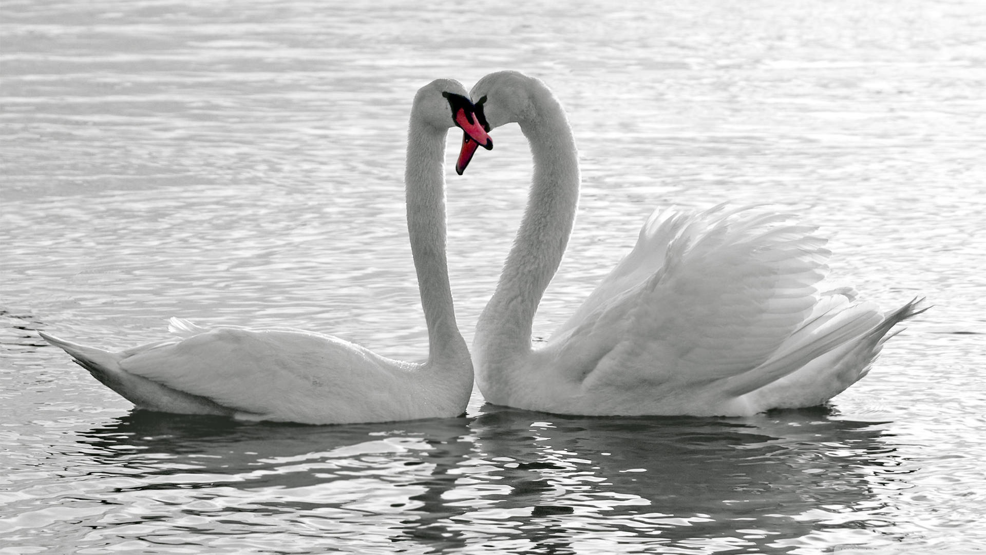 Pure White Swans Background
