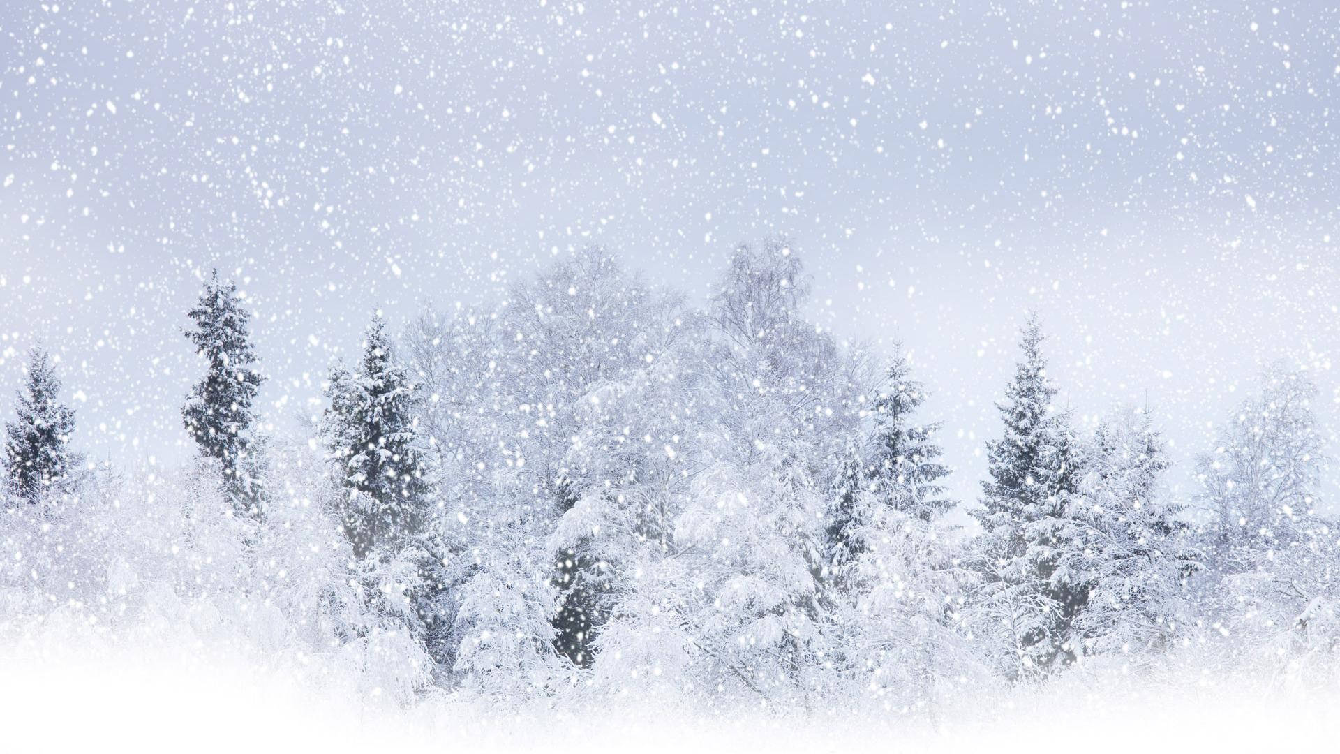 Pure White Trees Background