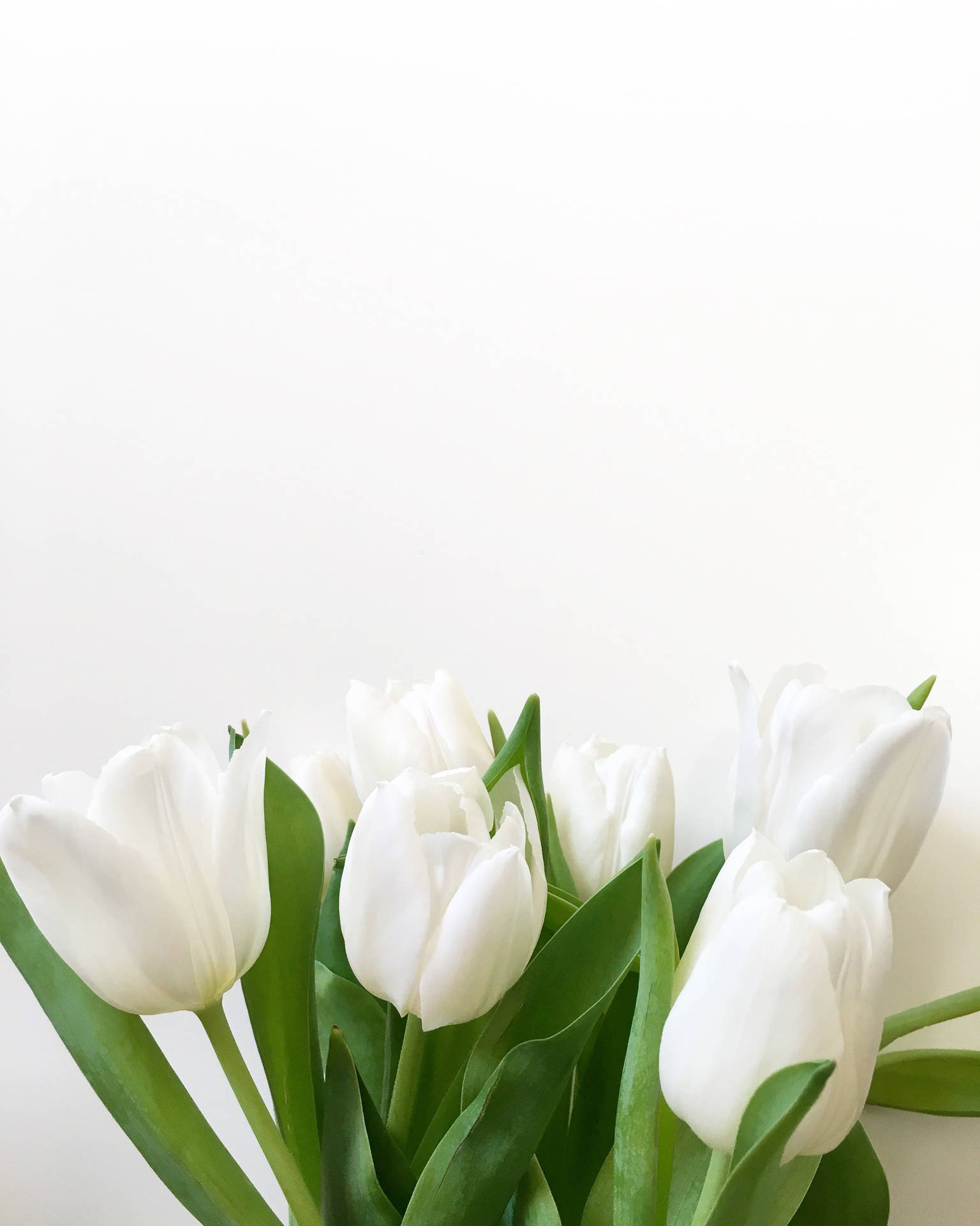 Pure White Tulips Background