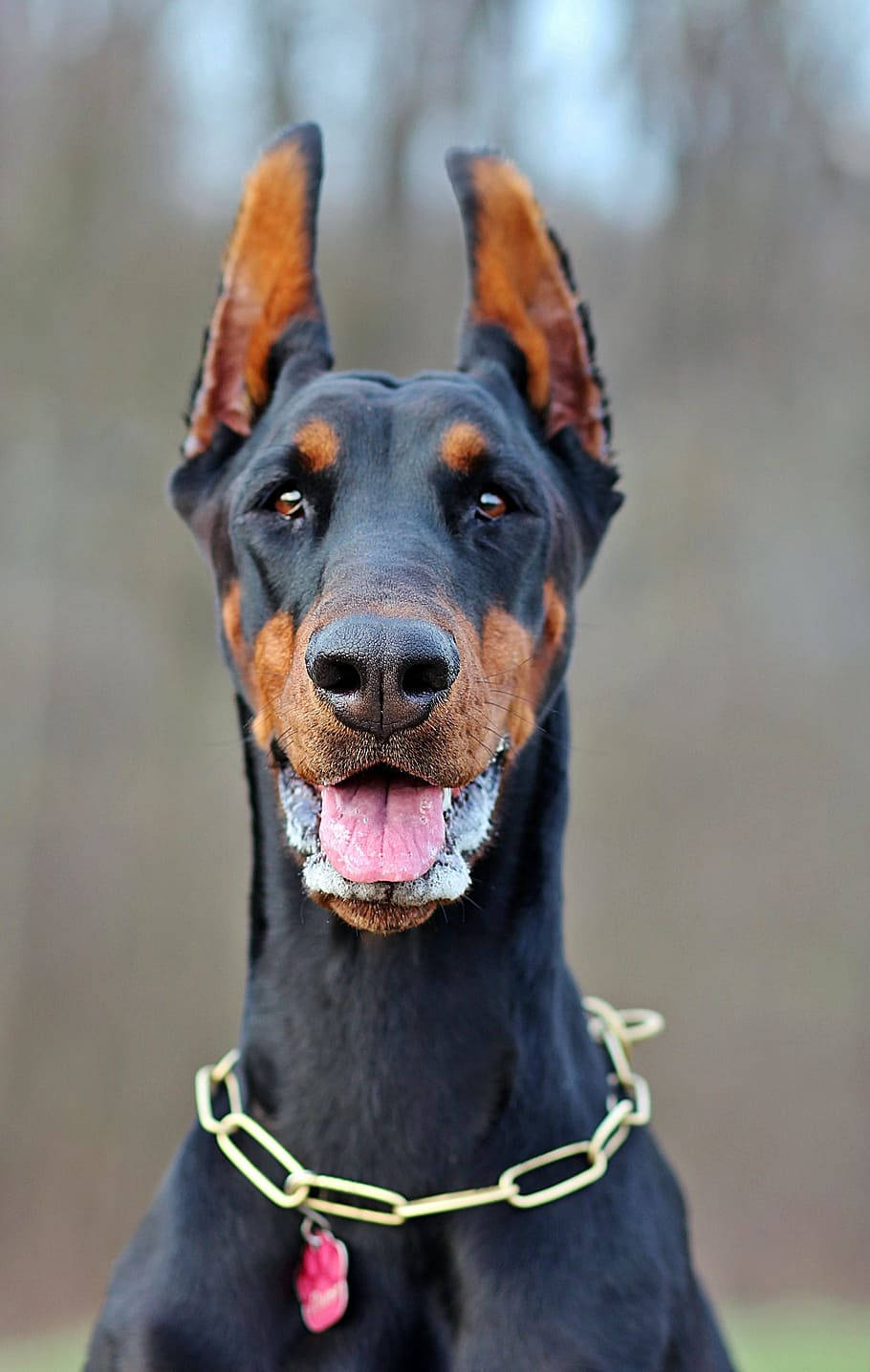 Purebred Doberman Pinscher Background