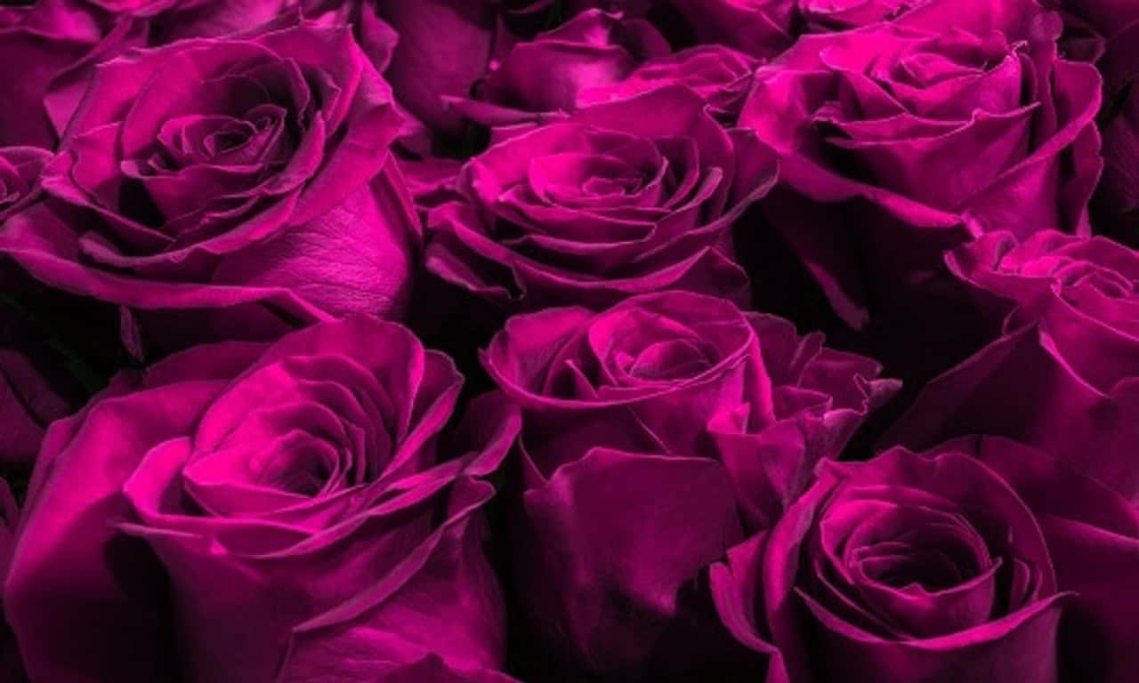 Purple 1280x768 Rose Background