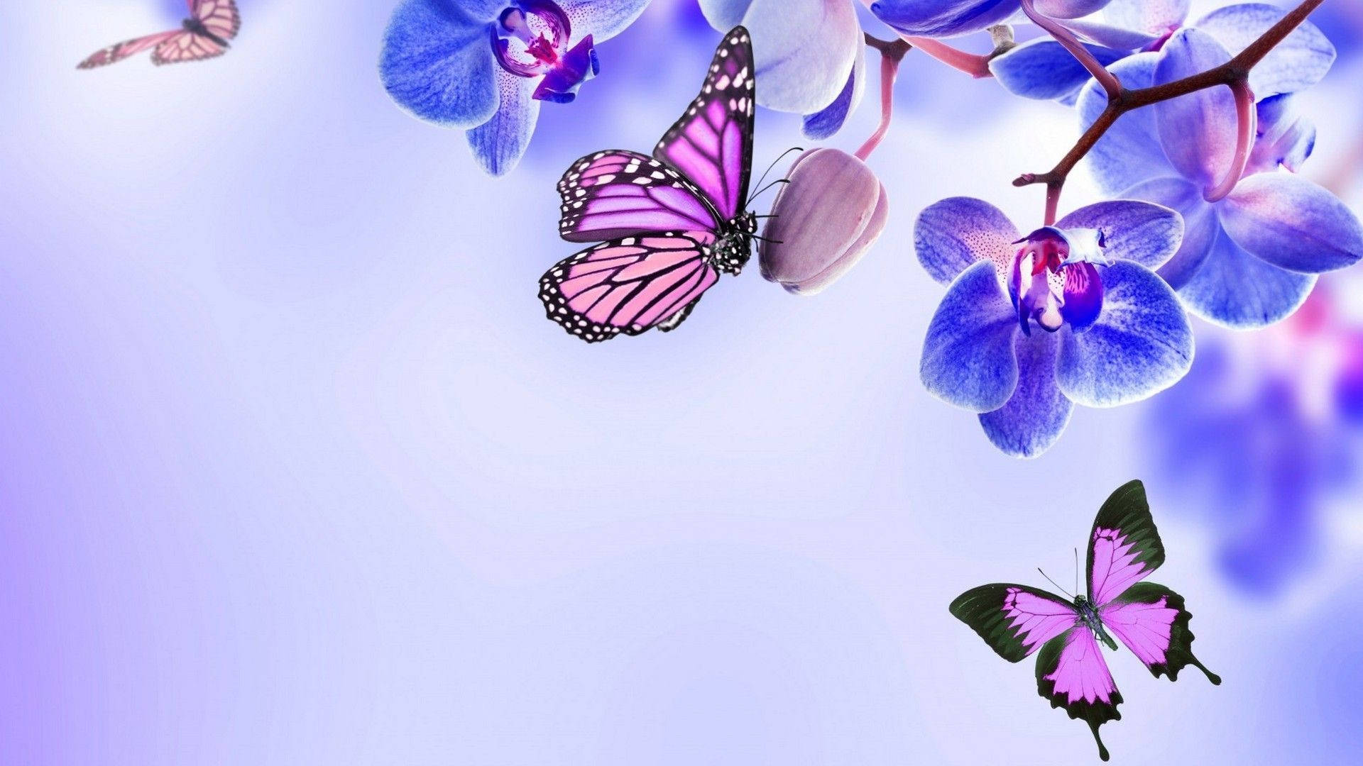 Purple Aesthetic Butterflies On Flowers For Computer Background