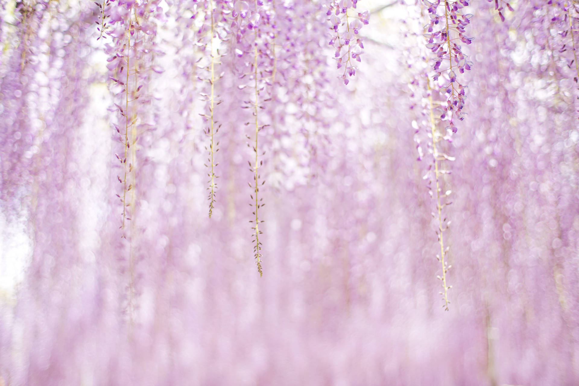 Purple Aesthetic Flowers Background