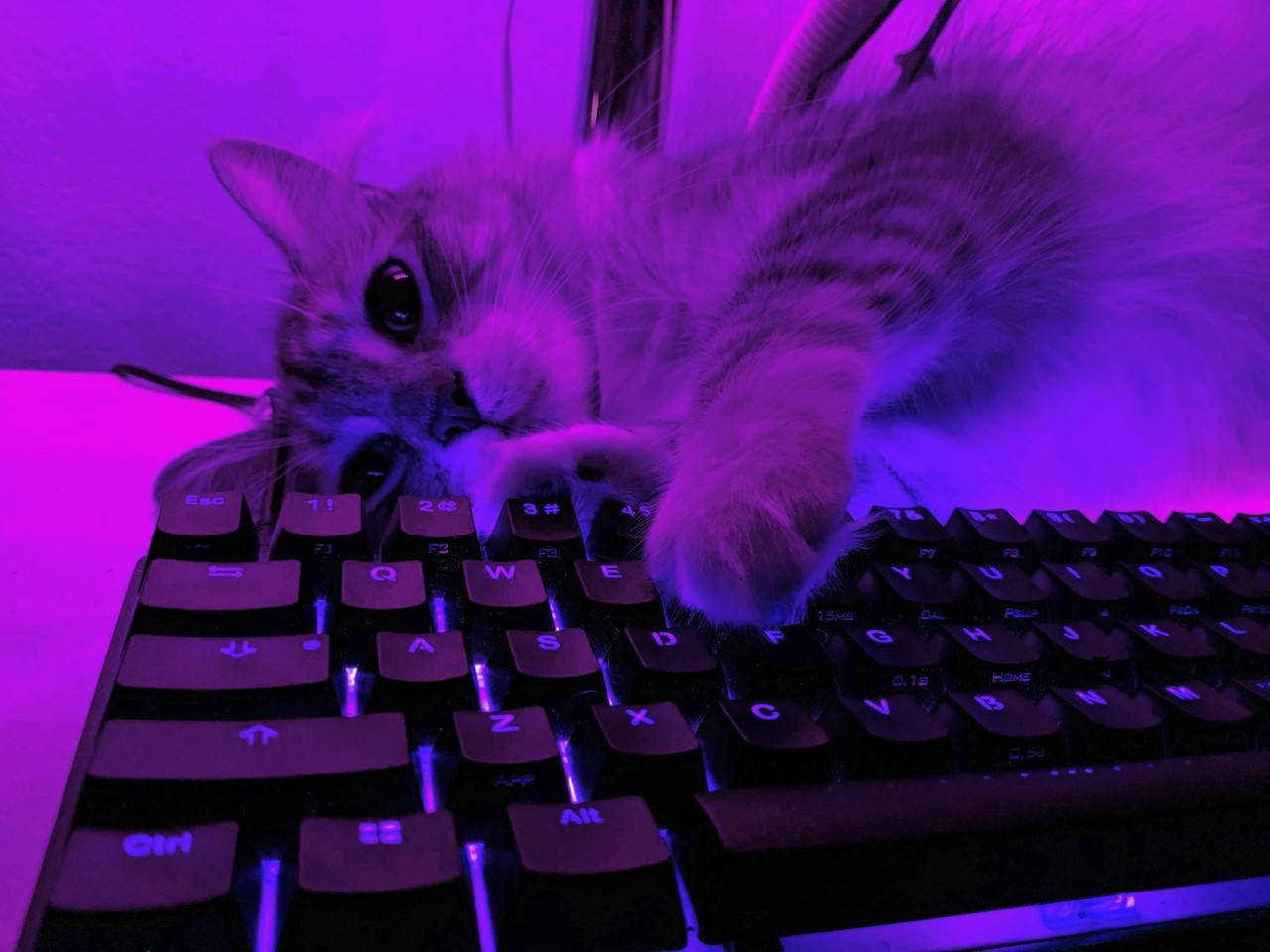 Purple Aesthetic Keyboard Cat Background
