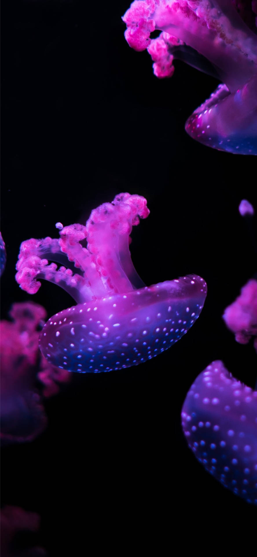 Purple Aesthetic Phone Jellyfish