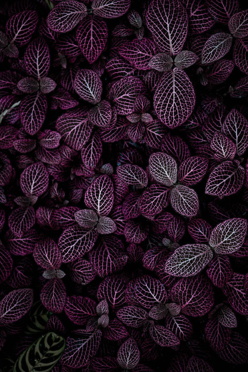 Purple Aesthetic Phone Plant Leaves