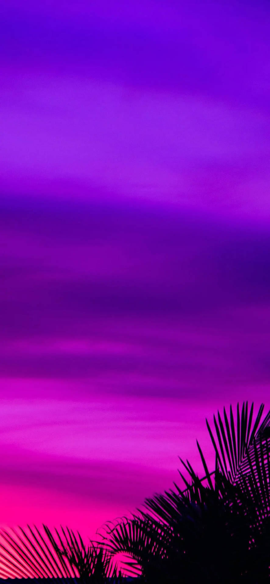 Purple Aesthetic Phone Sunset Palm Tree Background