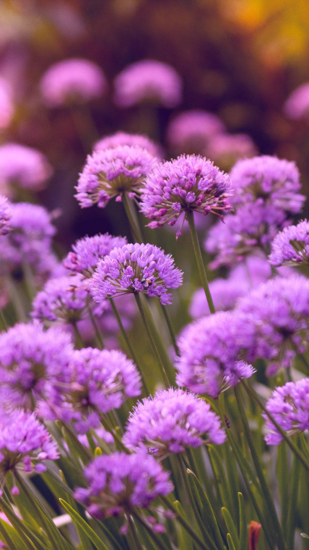 Purple Allium Flowers Background