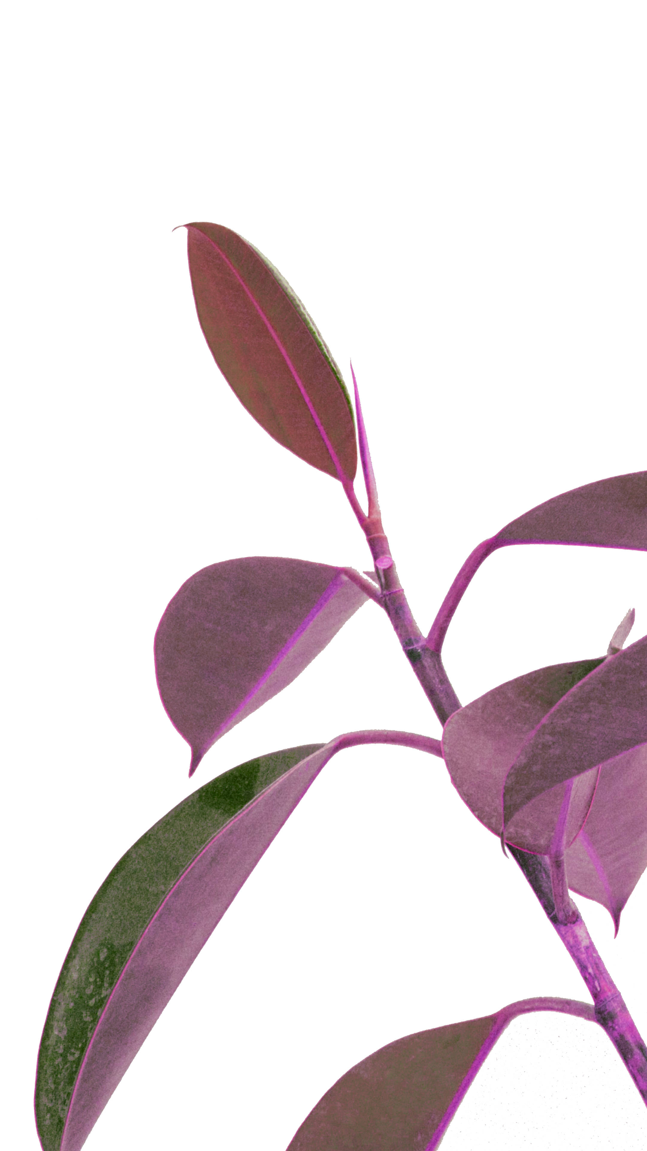 Purple And Green Minimalist Plant