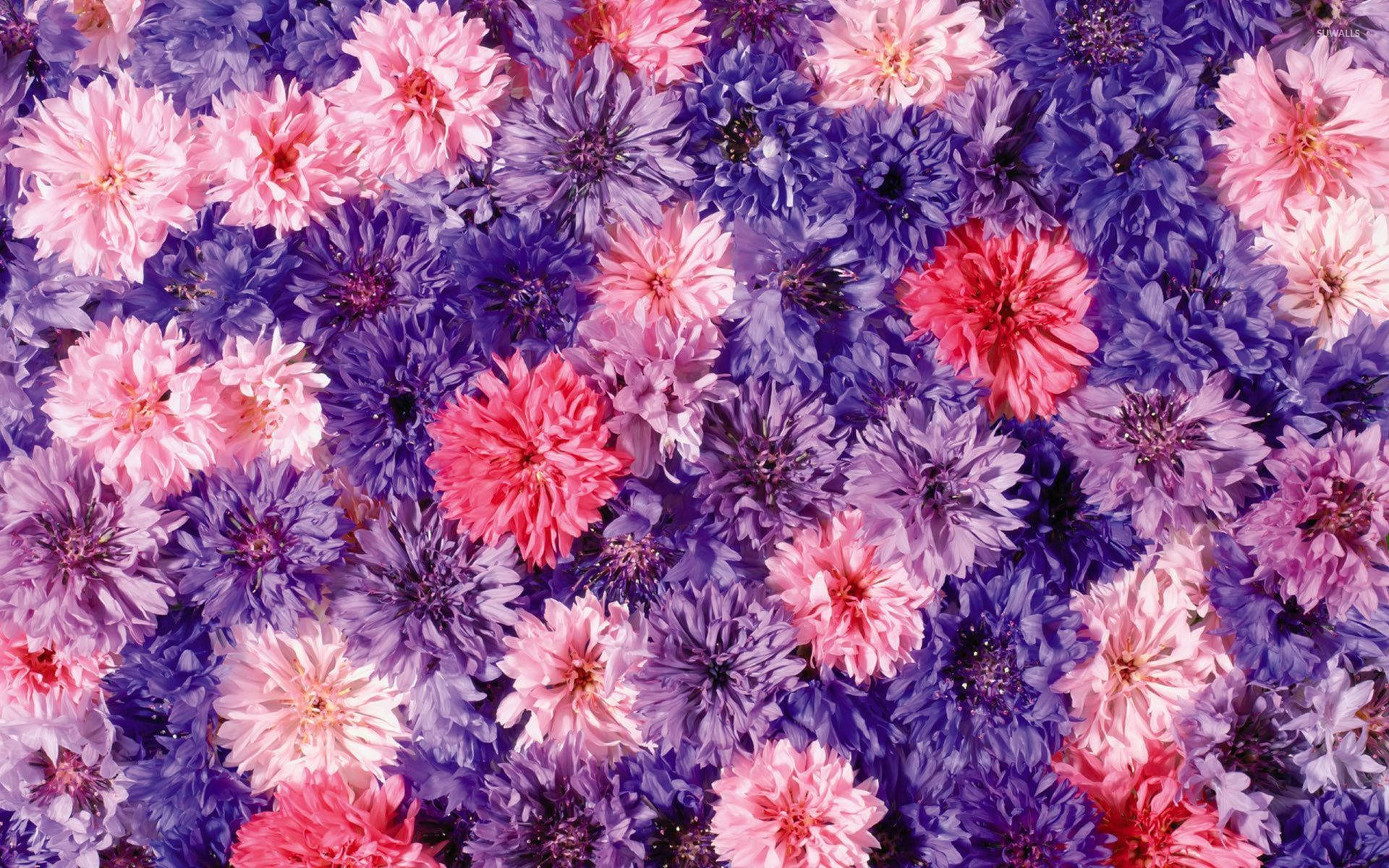 Purple And Pink Chrysanthemums Background