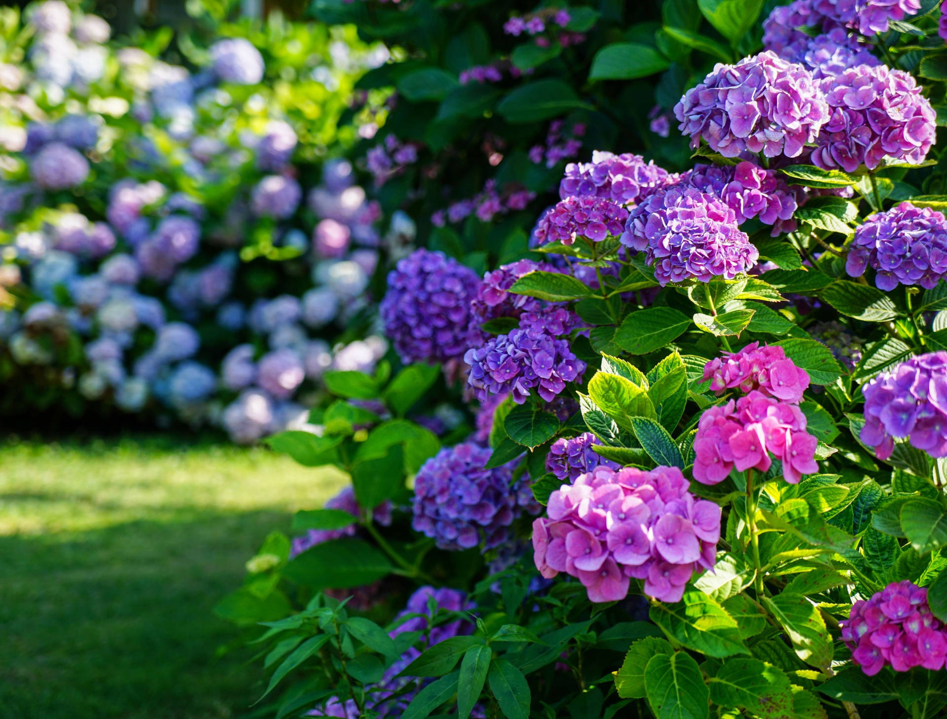 Purple And Pink Hydrangea Flower Garden Background