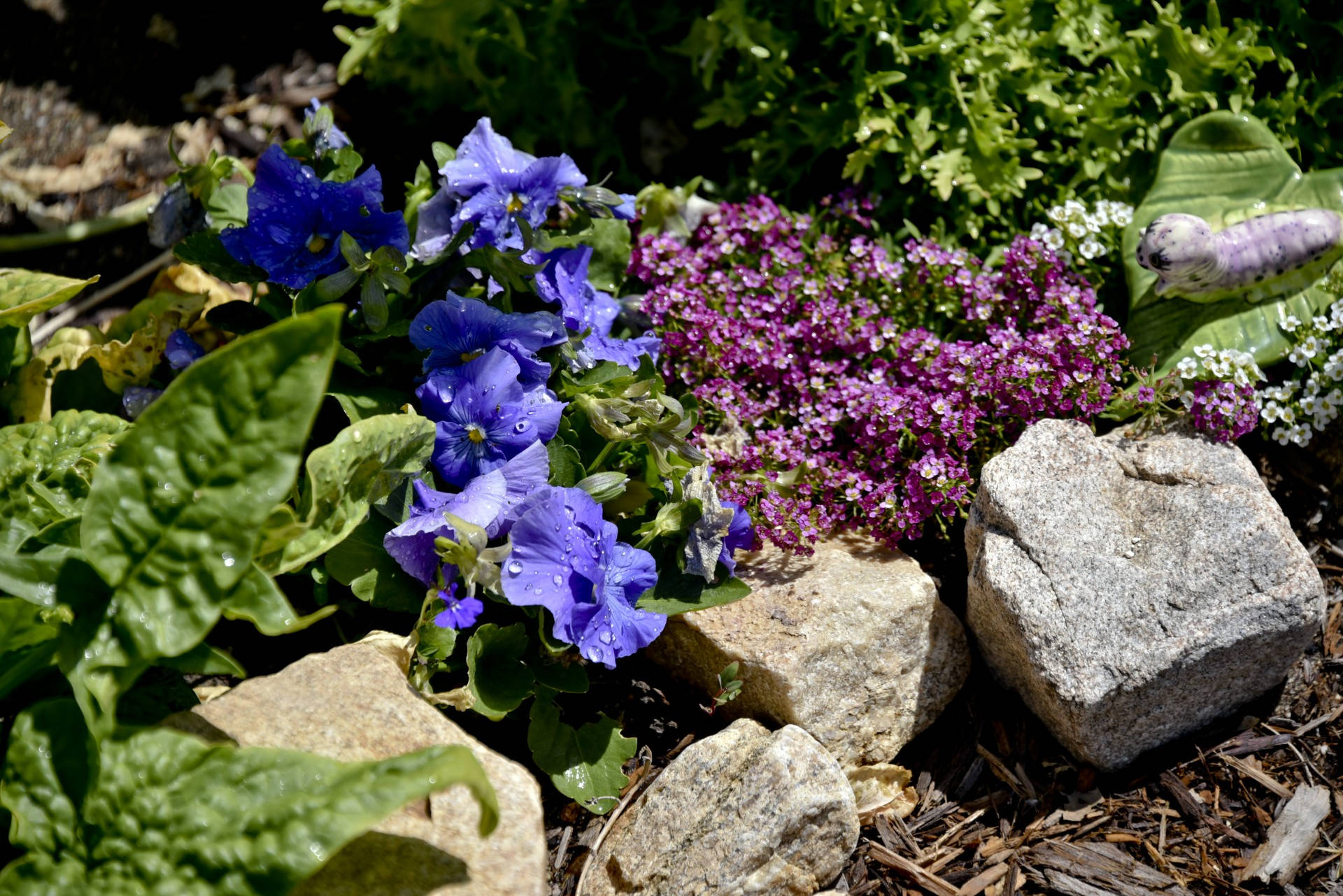 Purple And Pink Pansies In Leaves Background