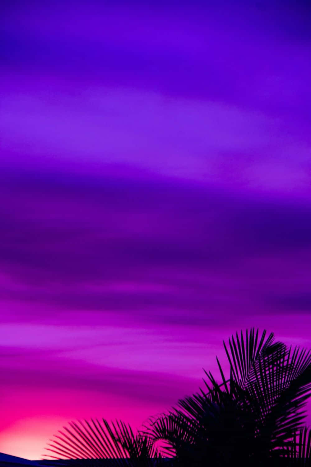 Purple And Pink Sunset With Palm Trees Background