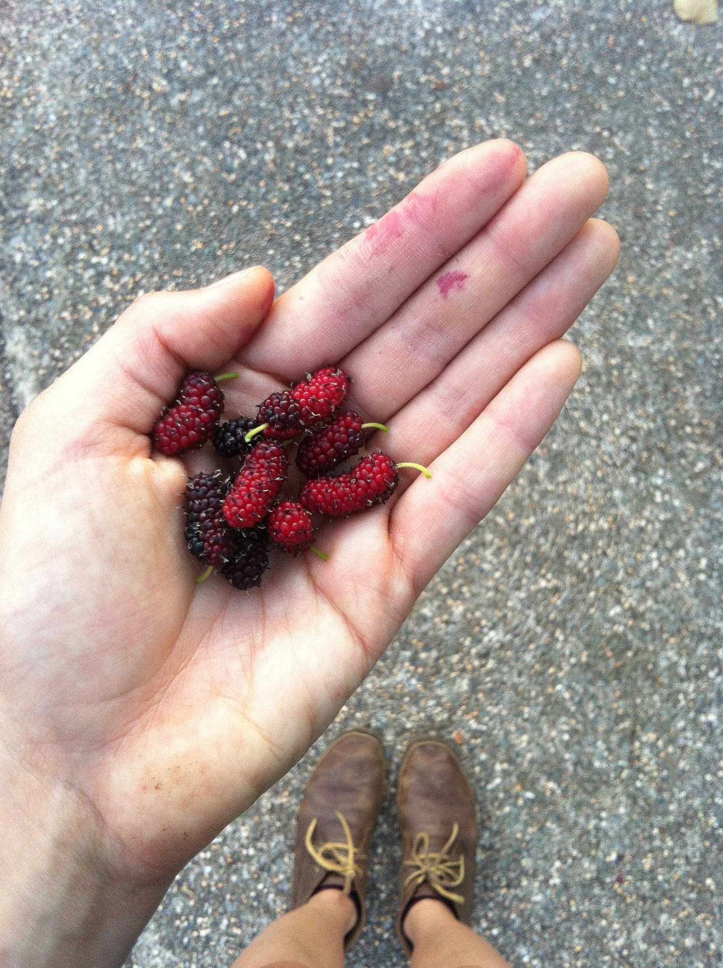 Purple And Red Mulberry Fruits