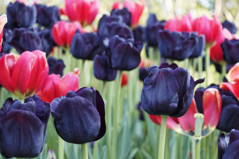 Purple And Red Tulips Most Beautiful Nature Background