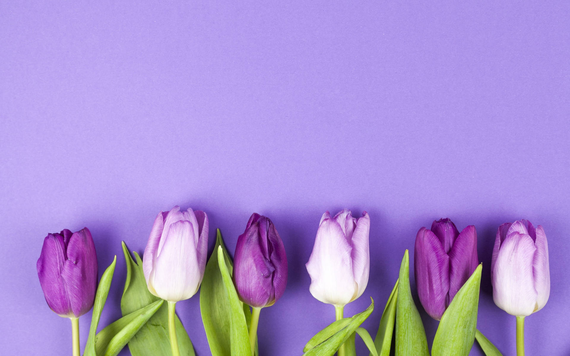 Purple And Violet Tulip Flowers Background