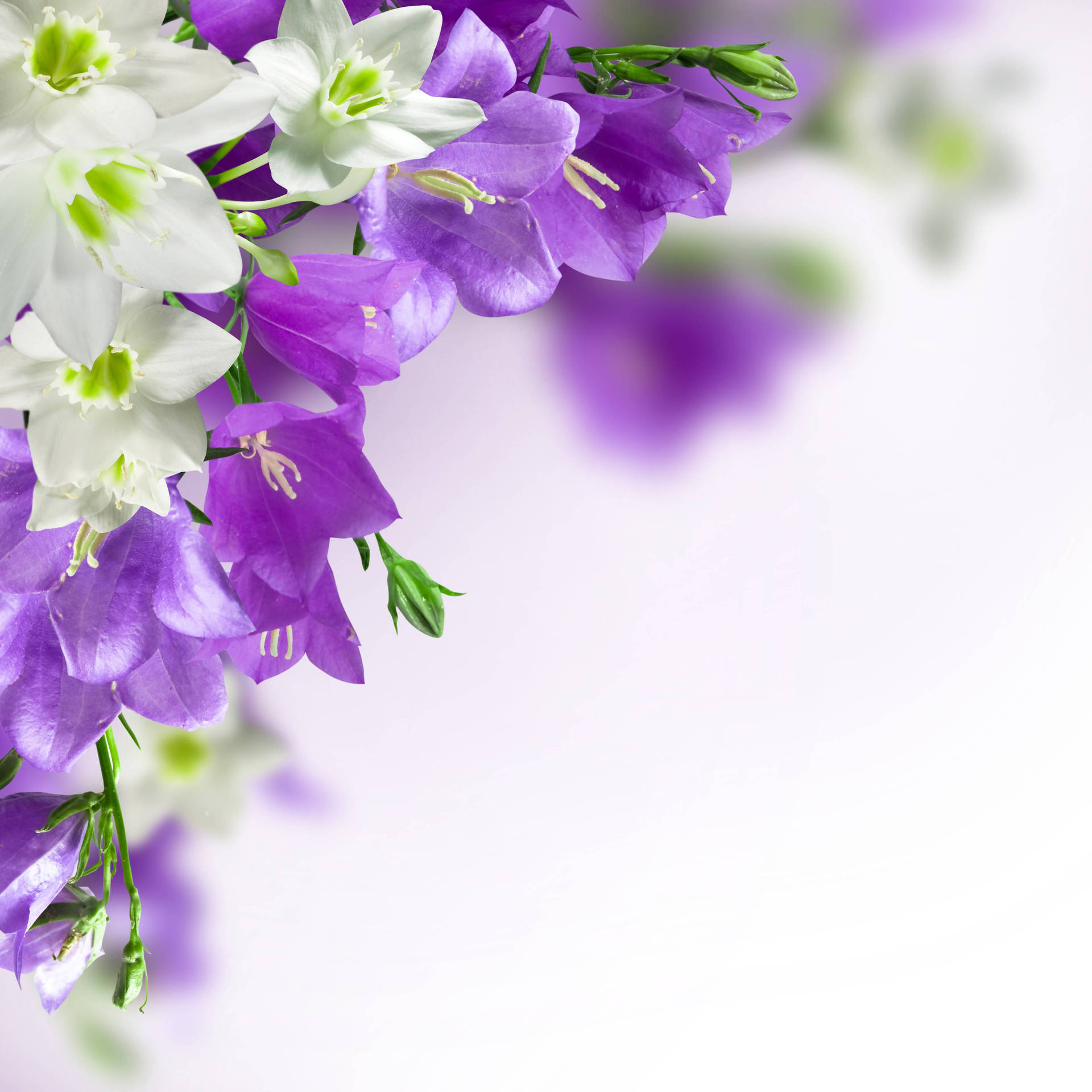 Purple And White Harebell Flower Laptop Background