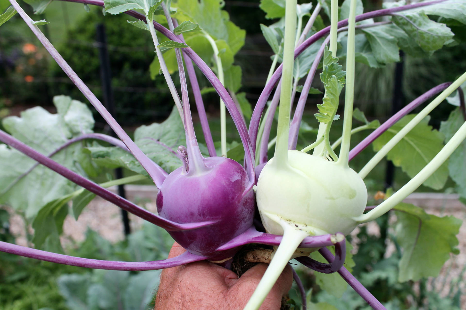 Purple And White Kohlrabi