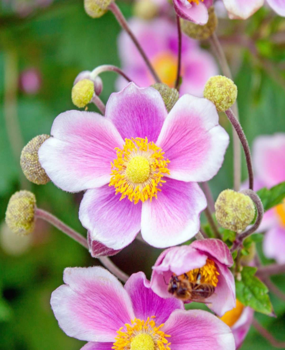 Purple And Yellow Anemone Flowers Background