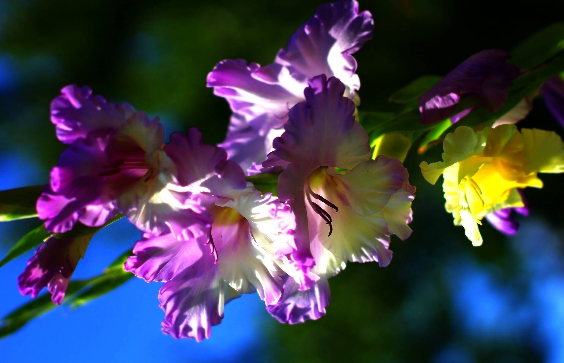Purple And Yellow Gladiolus Flowers Background