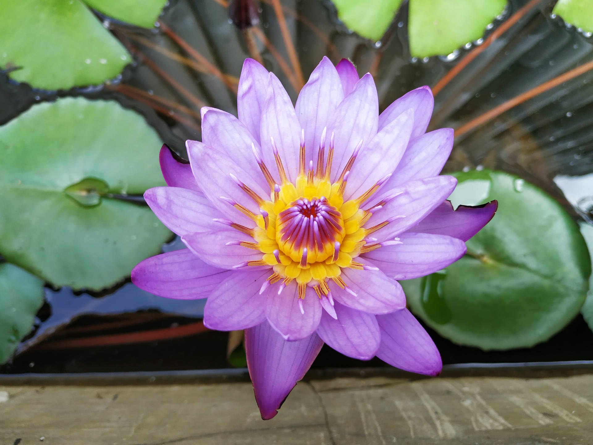 Purple And Yellow Lotus Flower Background