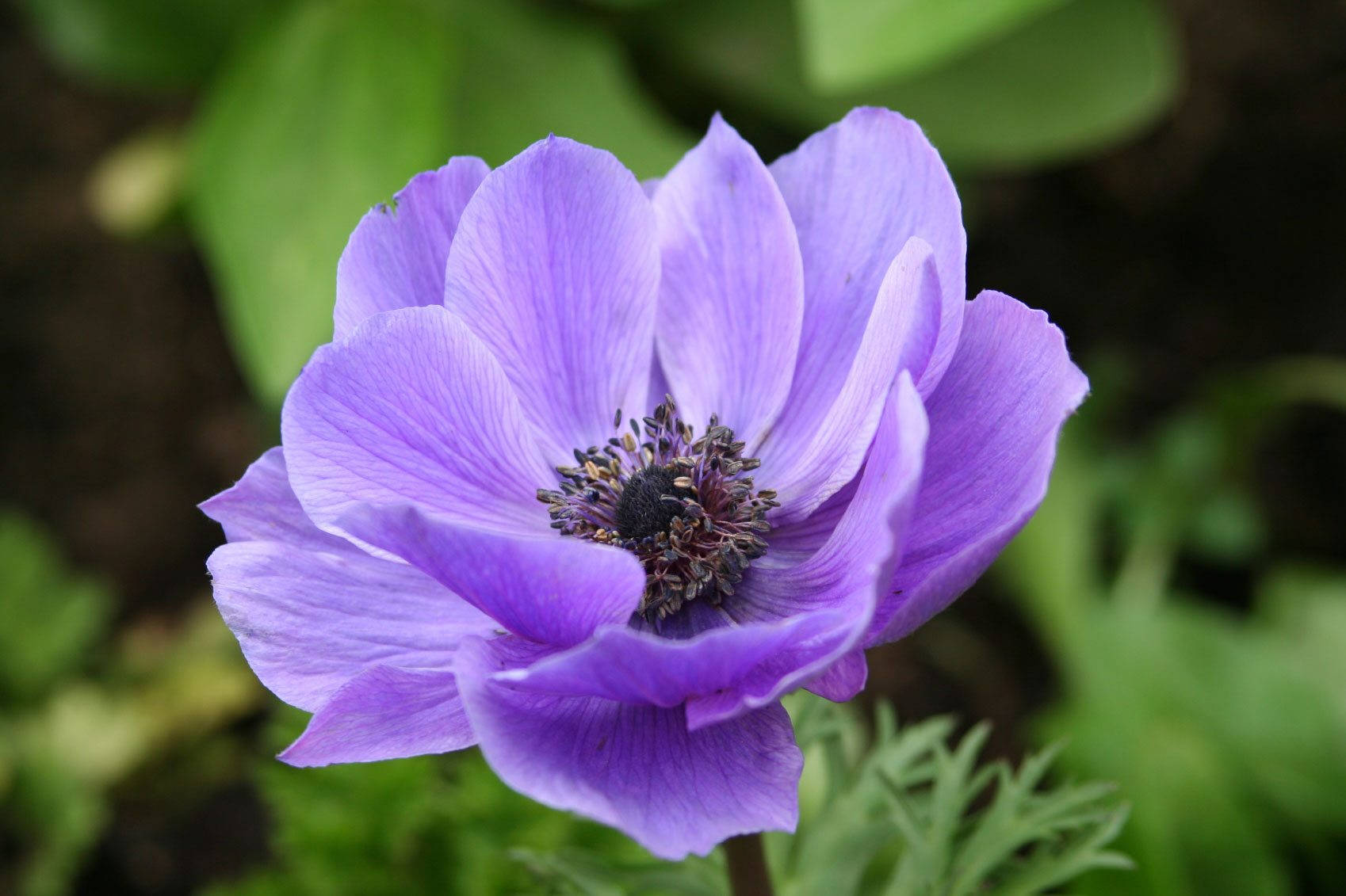 Purple Anemone Flower Background