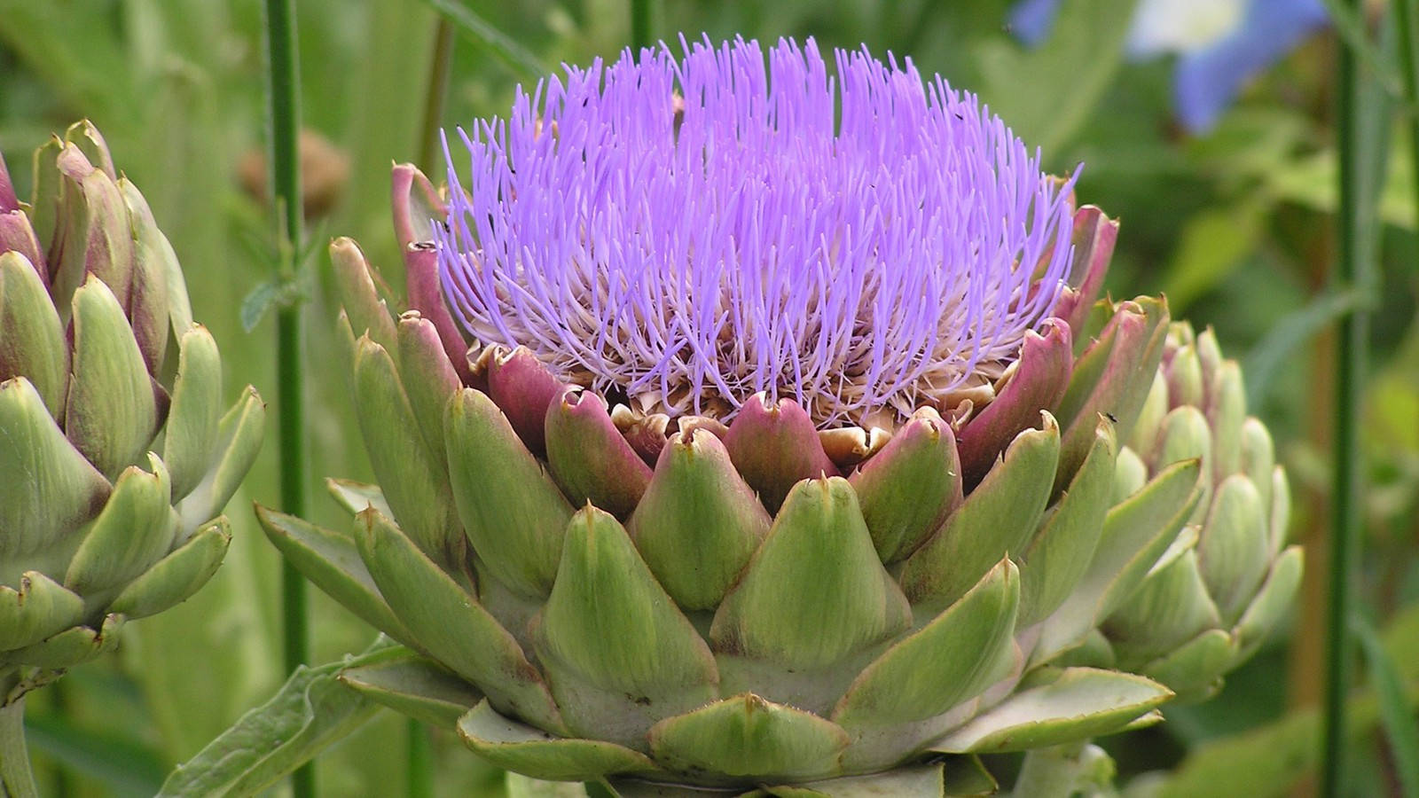 Purple Artichoke Flower Macro Shot Background