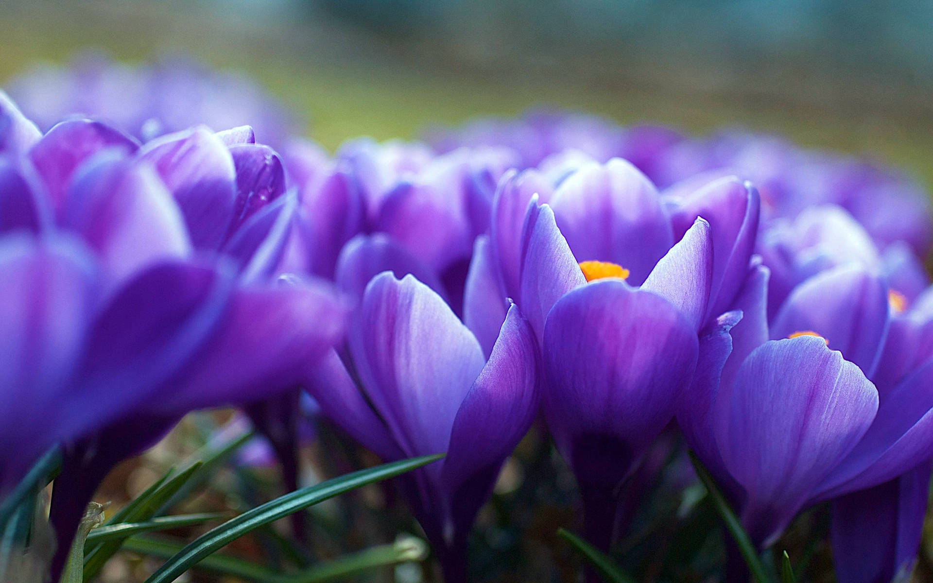 Purple Autumn Crocus Flower Laptop Background