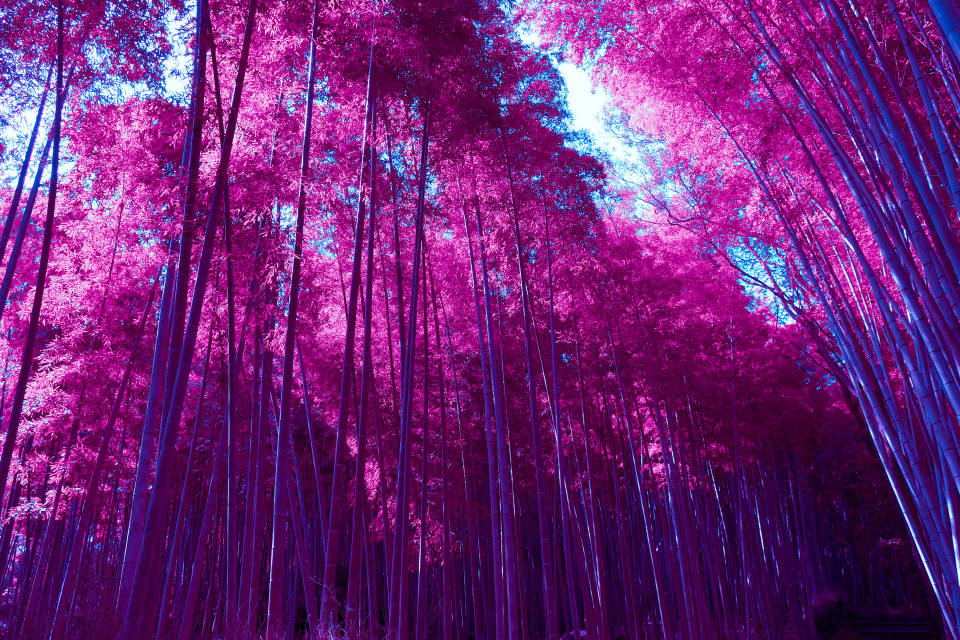 Purple Bamboo Forest Background