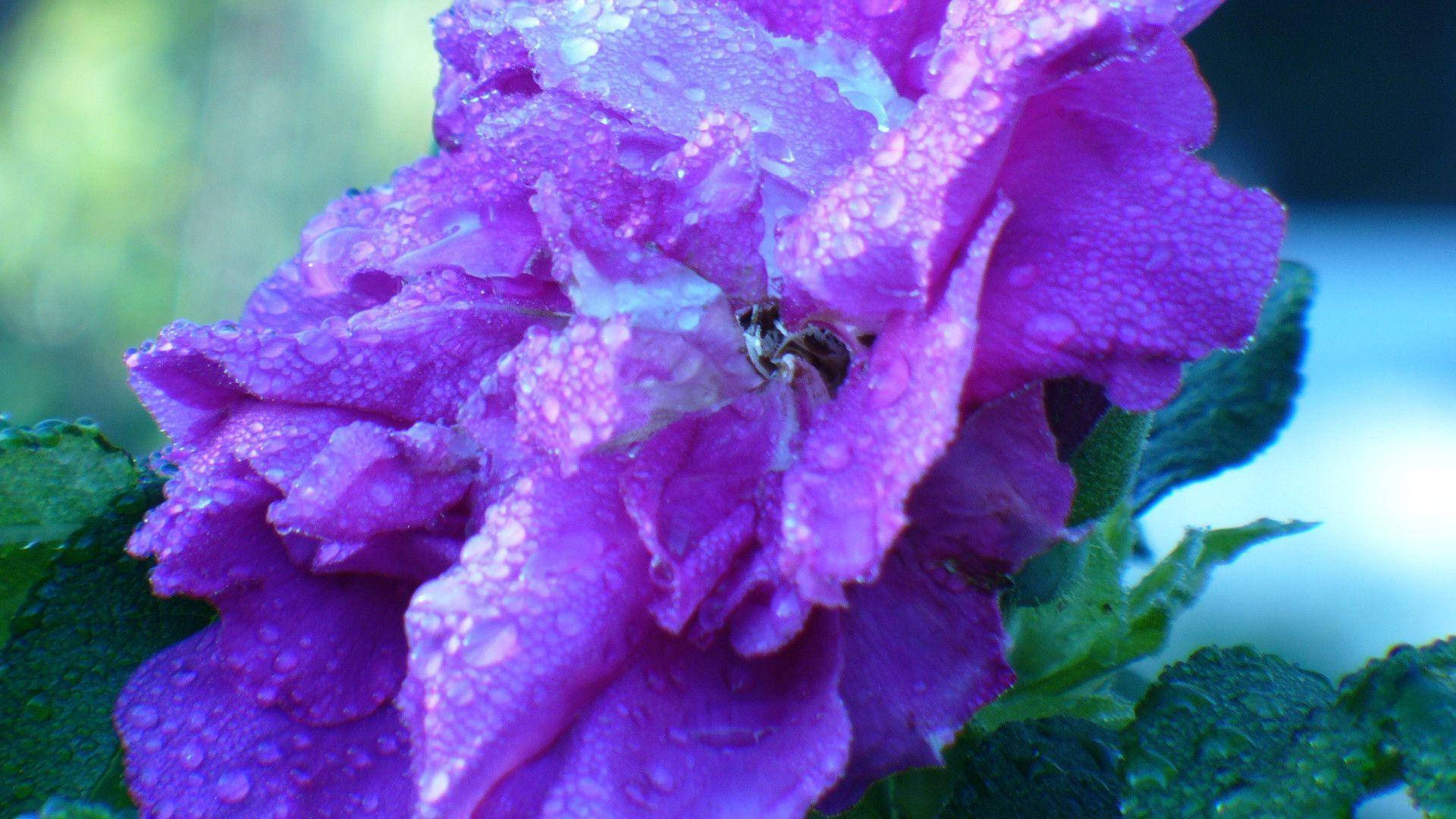 Purple Beach Rose Flower Laptop Background