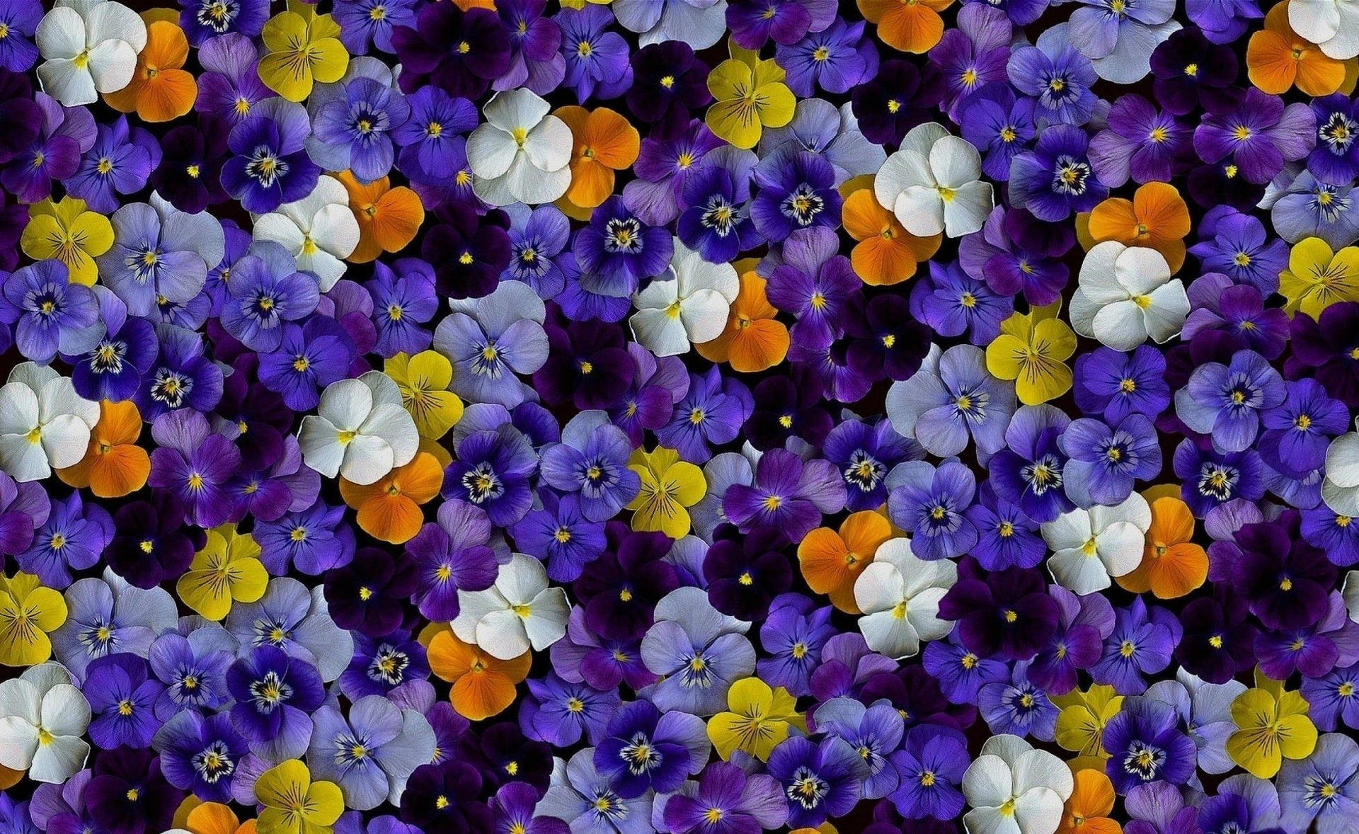 Purple Beautiful Pansy Garden Bloom Background