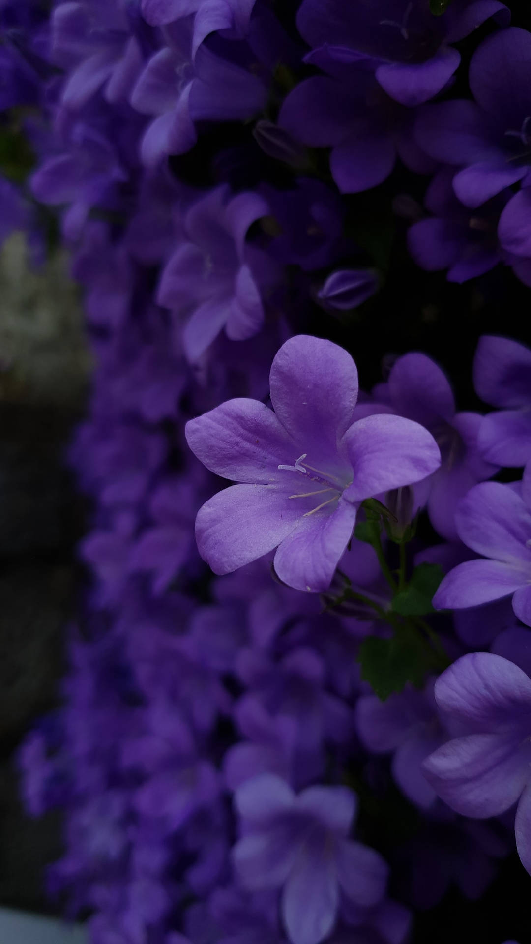 Purple Bellflowers Blooming Iphone Background