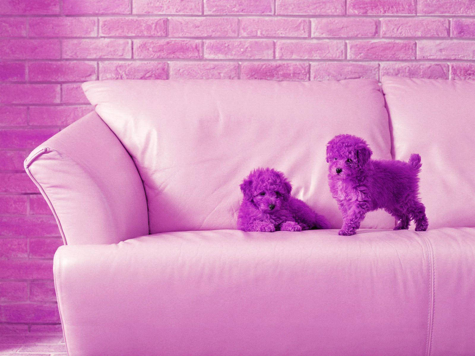 Purple Bichon Puppies Cute Desktop Background