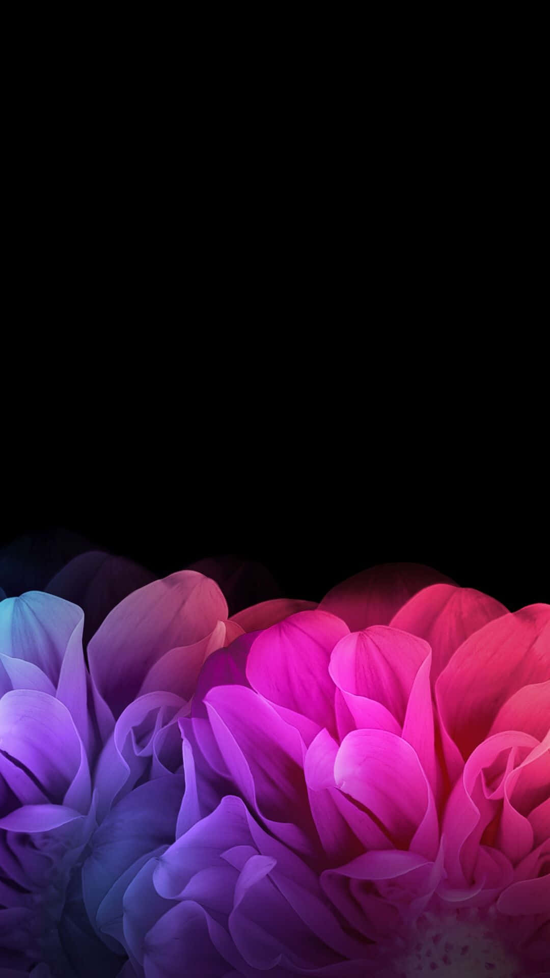 Purple Black And Pink Flower Background