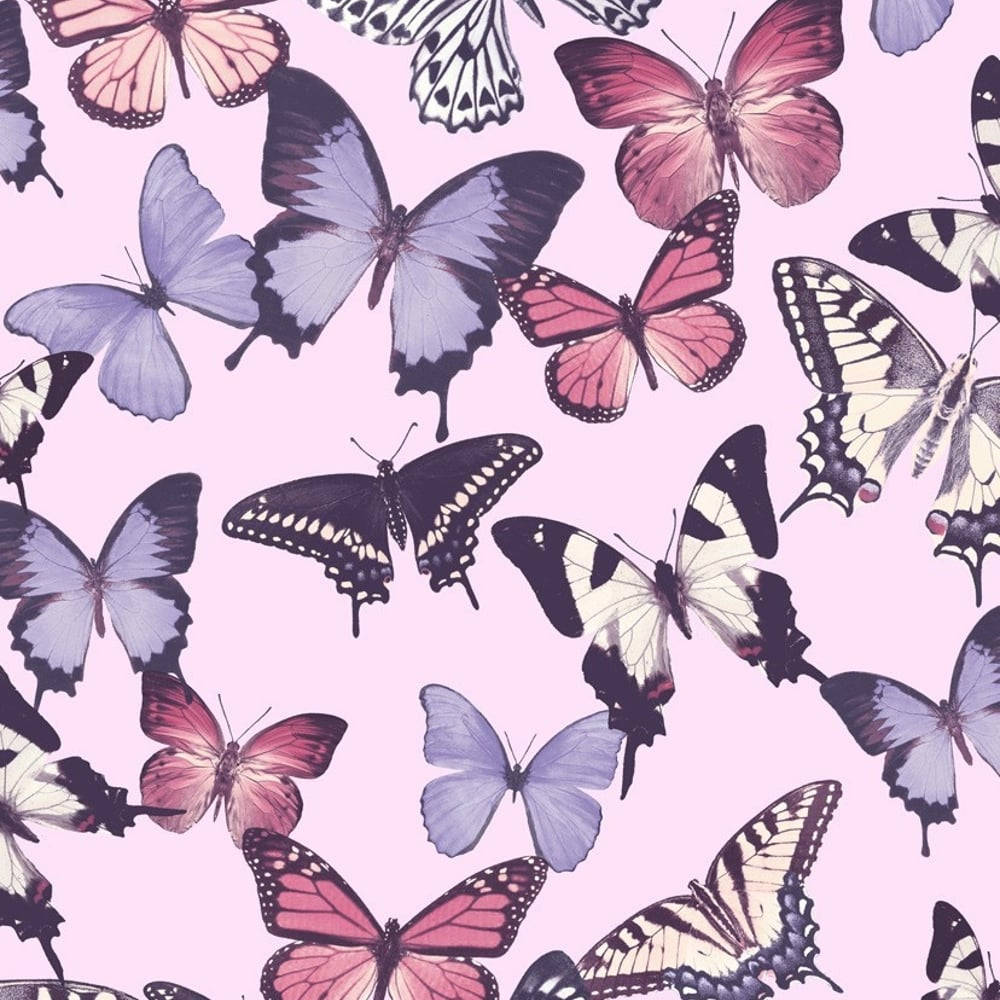 Purple, Black, White, And Cute Pink Butterfly Background Background