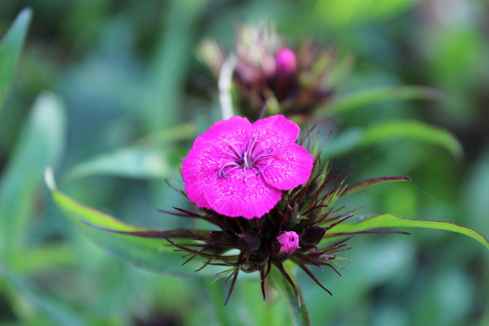 Purple Bloom: A Vibrant Display Of Nature's Beauty