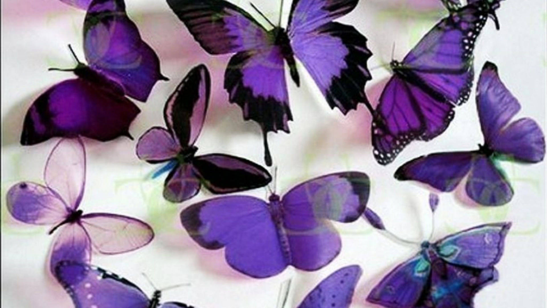 Purple Butterflies Background