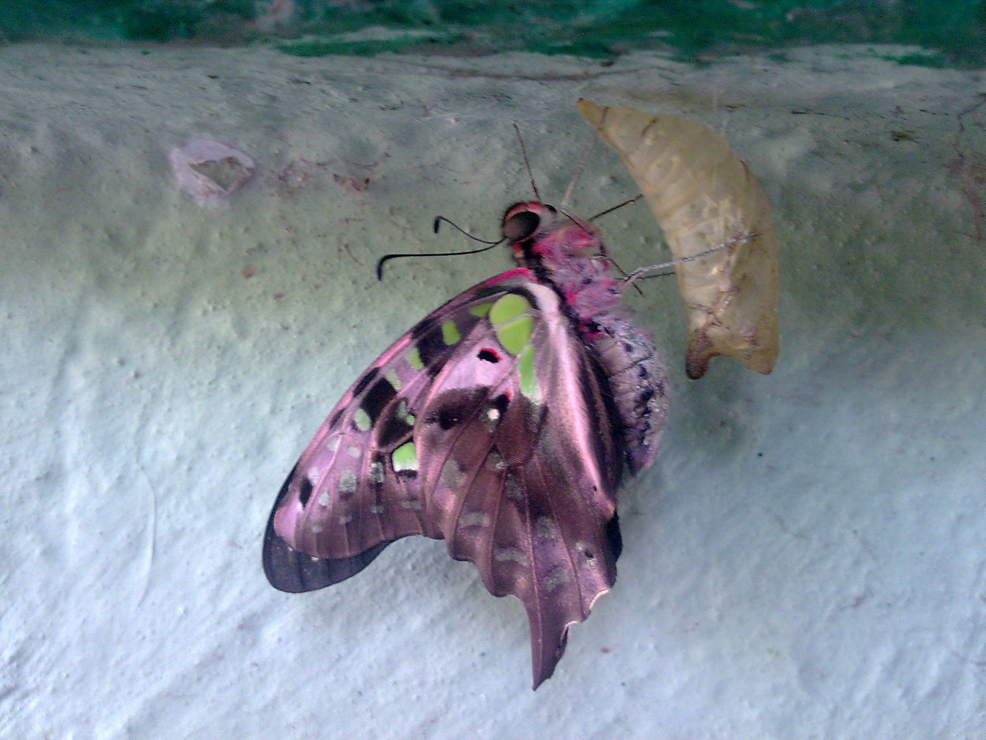 Purple Butterfly Cocoon Background