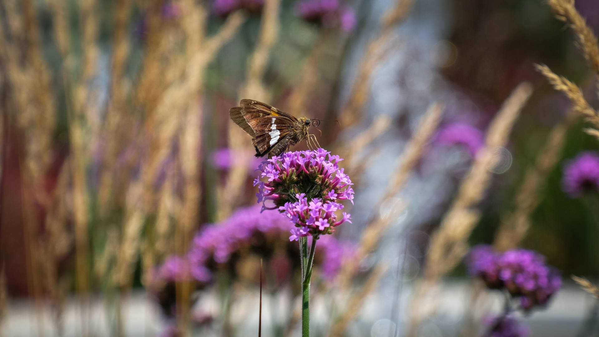 Purple Butterfly Photograph Background